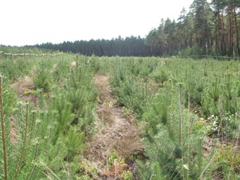Ogłoszenie - zakup lasów lub gruntów przeznaczonych do zalesienia