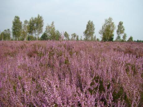 Galeria Nadleśnictwa Świętoszów