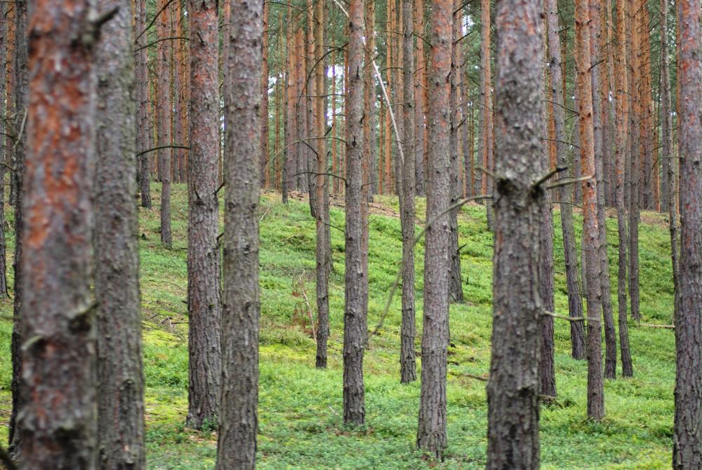 Archiwum Nadleśnictwa